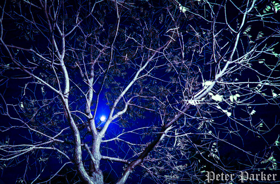 《缺月挂疏桐》+-+白马王子-217