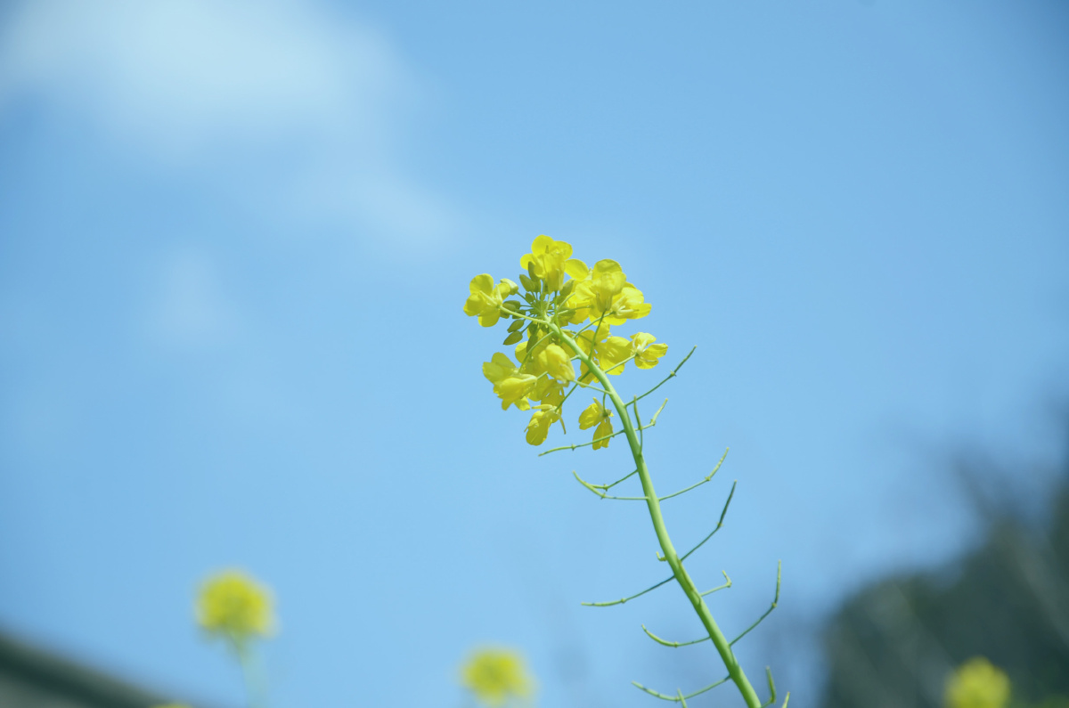 二道贩子 - 图虫摄影网