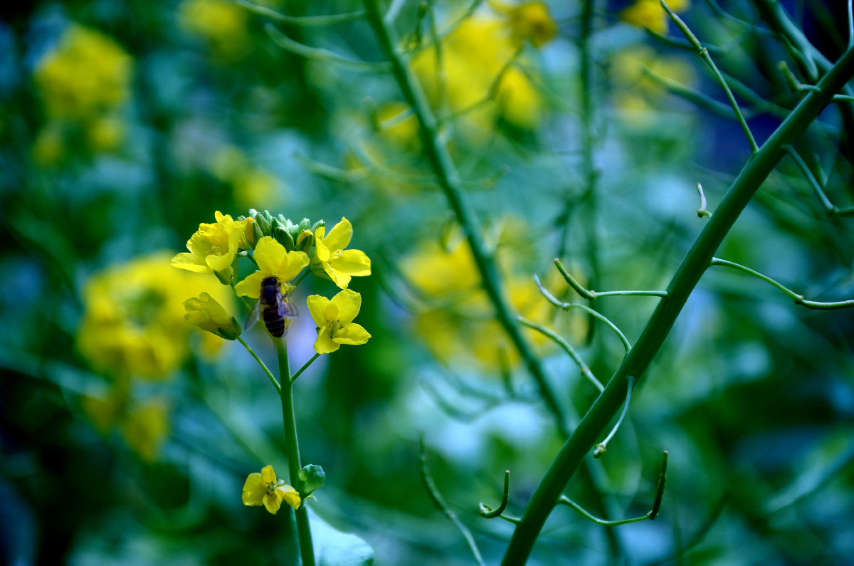 二道贩子 - 图虫摄影网