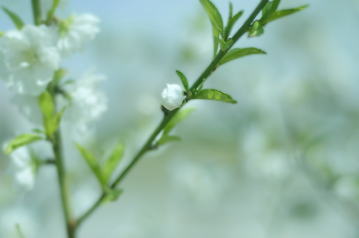 二道贩子 - 图虫摄影网