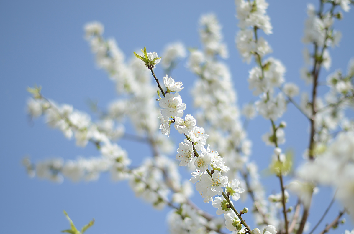 二道贩子 - 图虫摄影网