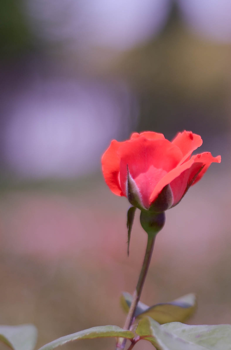 二道贩子 - 图虫摄影网