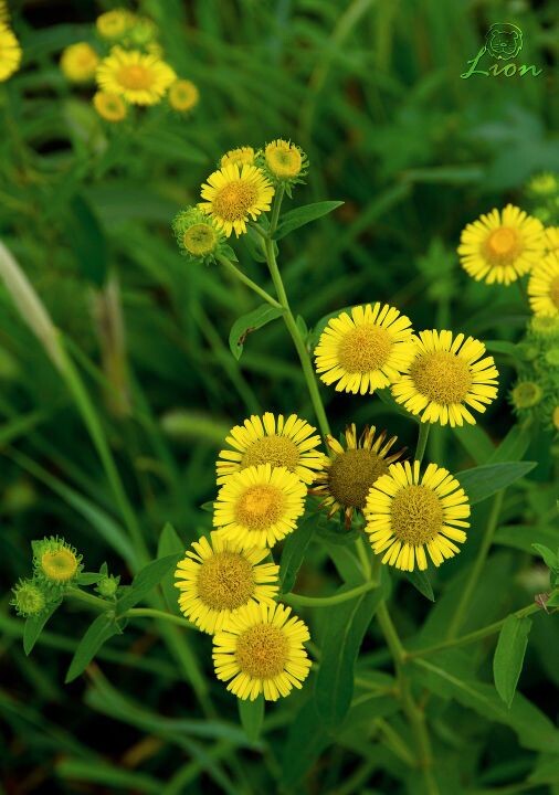 遍地小黄花