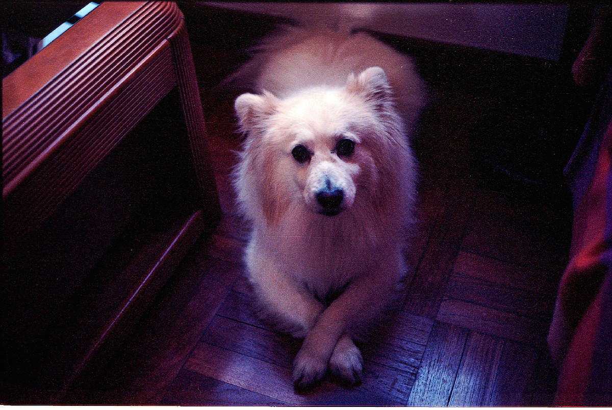 Leica CL rokker 40\/2 ektar100 - 胶片, 人像, 生