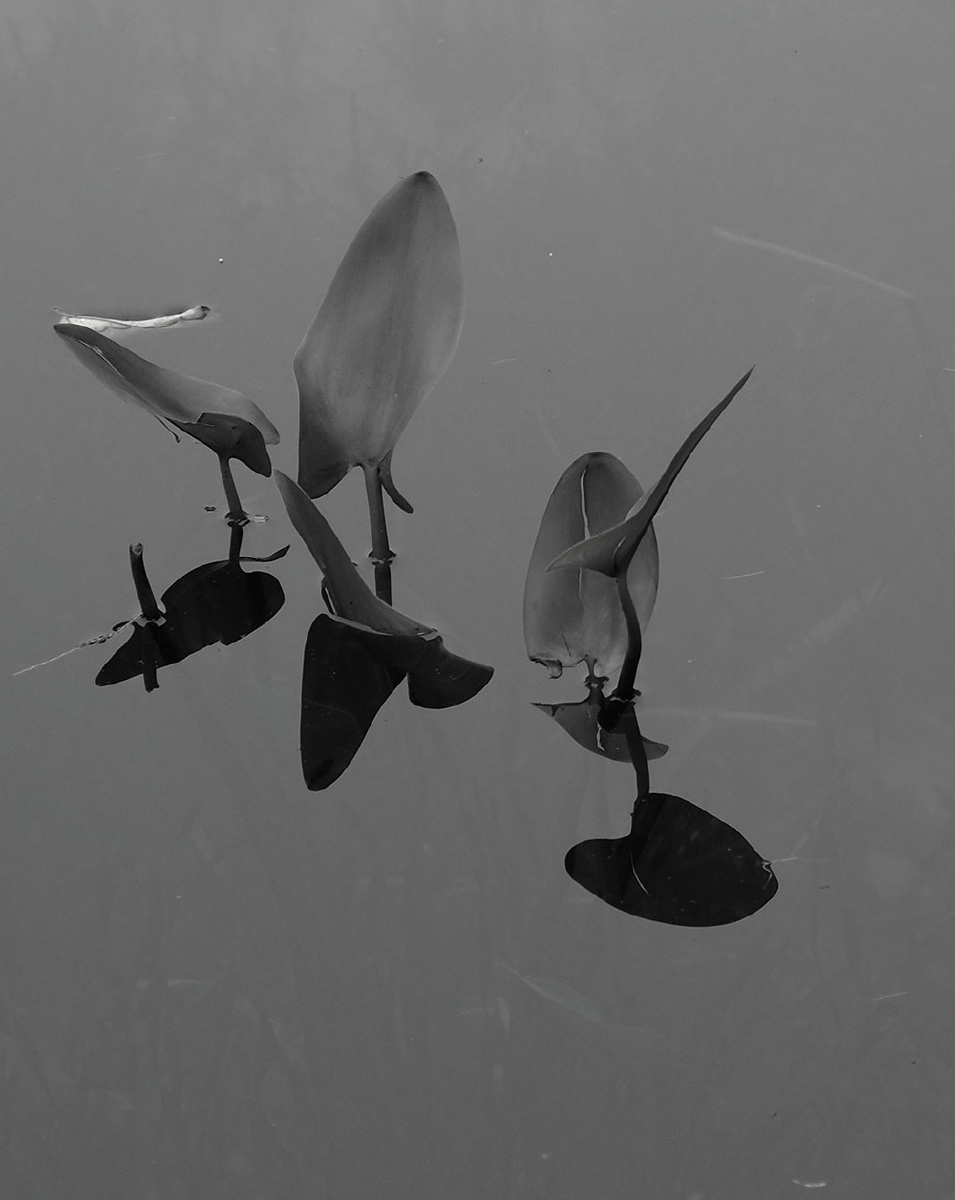 《荷韵》 - 【东方印象-岂止于看见】第六届视