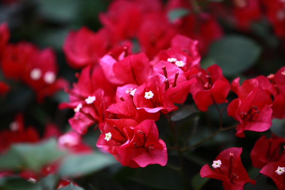 深圳莲花山公园杜鹃花 - 杜鹃花, 我的宝贝 - 男