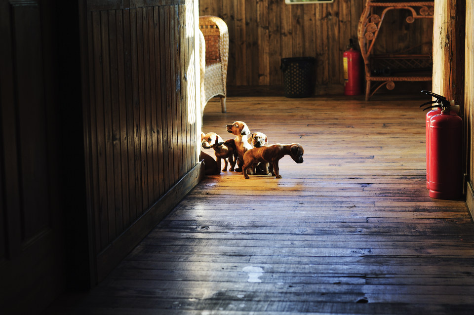 <em>我的兄弟姐妹</em> - 狗狗一家亲 - 小_卷毛 - 狗狗公社