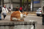 秋天的猫