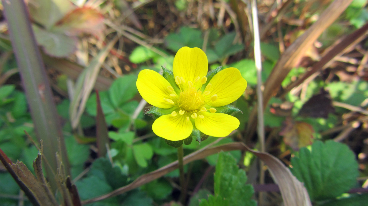 故事的小黄花,从出生那年就飘着 - 花卉, 微距,