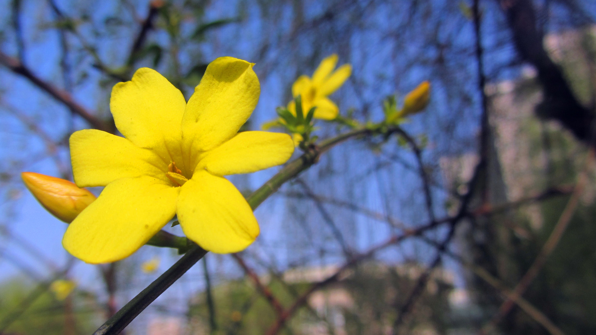 故事的小黄花,从出生那年就飘着 - 花卉, 微距, 四川, 佳能, 风光 - xkdzxz - 图虫摄影网