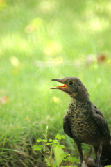 Minolta\/Sony AF 500mm F8 Reflex, 样片, 照片