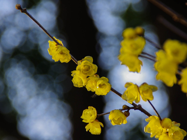流光溢彩txt梅飘雪_流光溢彩_流光溢彩txt - 编织