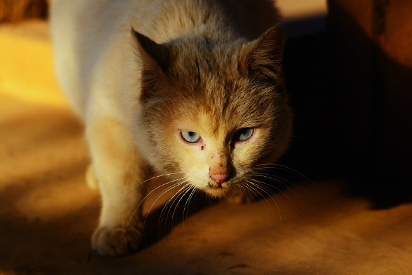 梦境迷雾，白猫之逝与黑眸之谜——深度解析梦见打死一只白猫，来了一只黑猫（黑猫眼睛是红的）的寓意