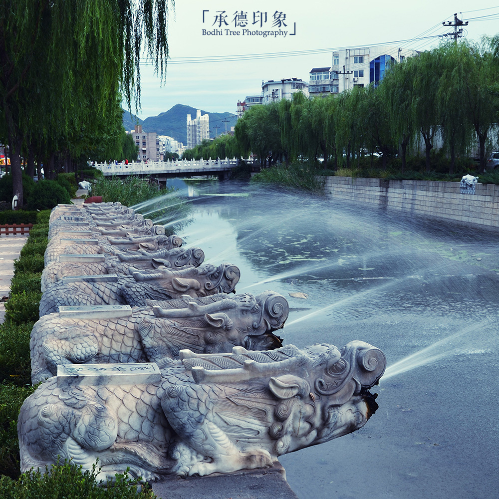 D7K_9899-11-cross procesing-p1000 - 菩提树