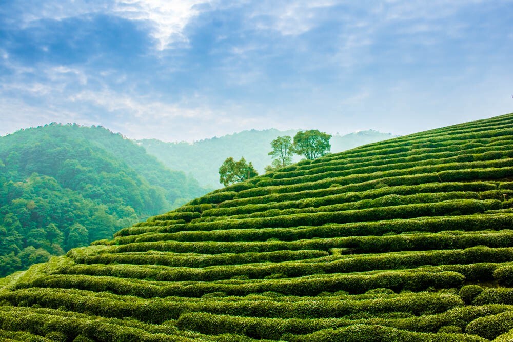 杭州后花园———梅家坞,西湖龙井茶的主产地之一.