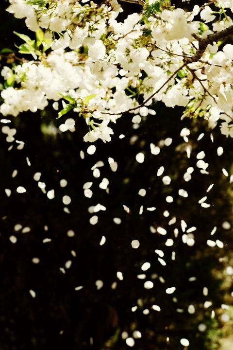 落下的不是樱花,而是情绪 nikon f4s ,105/2.5,dalian 2010.