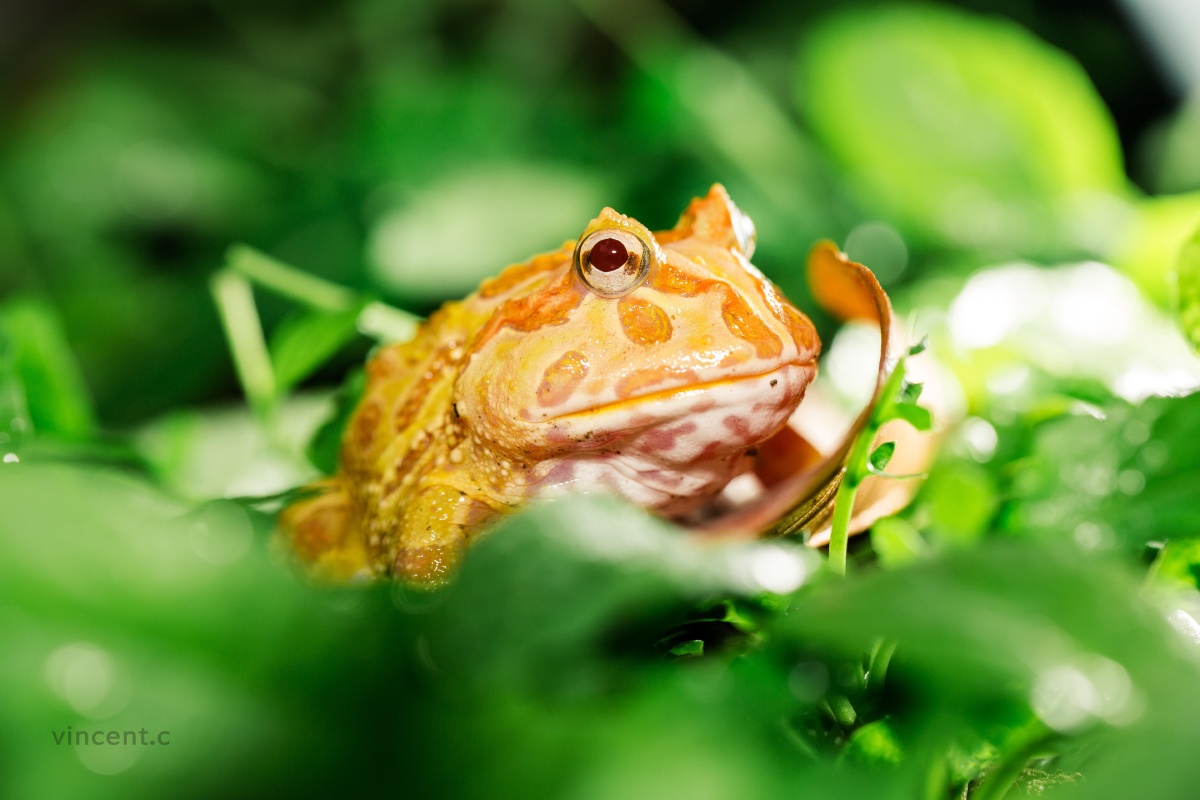 角蛙的微世界 - 陈文程