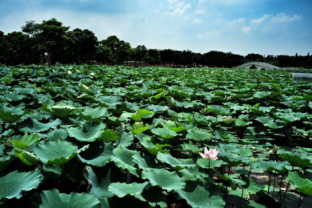 大M和七妹的碰撞 - leica, M(type240), 大M - 西