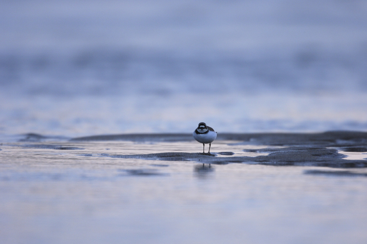 泰国莲花 - 泰国, 莲花 - 泰国小记 - 翛然卯心