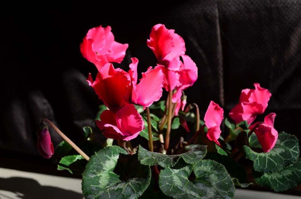 兔子花 - 风景, 尼康, 花卉, 摄影之友 - 难得糊涂 - 图虫摄影网