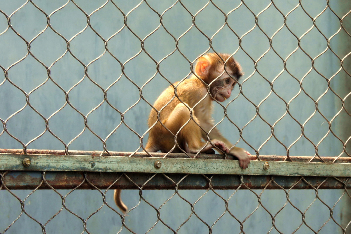 笼中的猴 - 抓拍, 动物 - lingyu-su