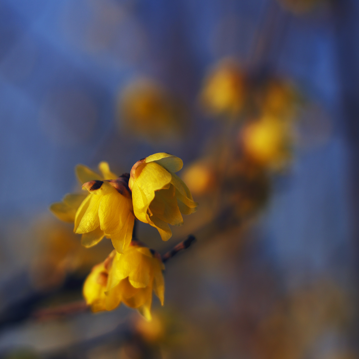 腊梅 - 色彩, 花卉 - 花月独酌