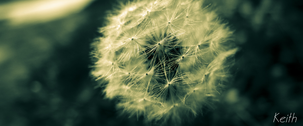 Blossom In the Wind - yfl1105 - 图虫摄影网