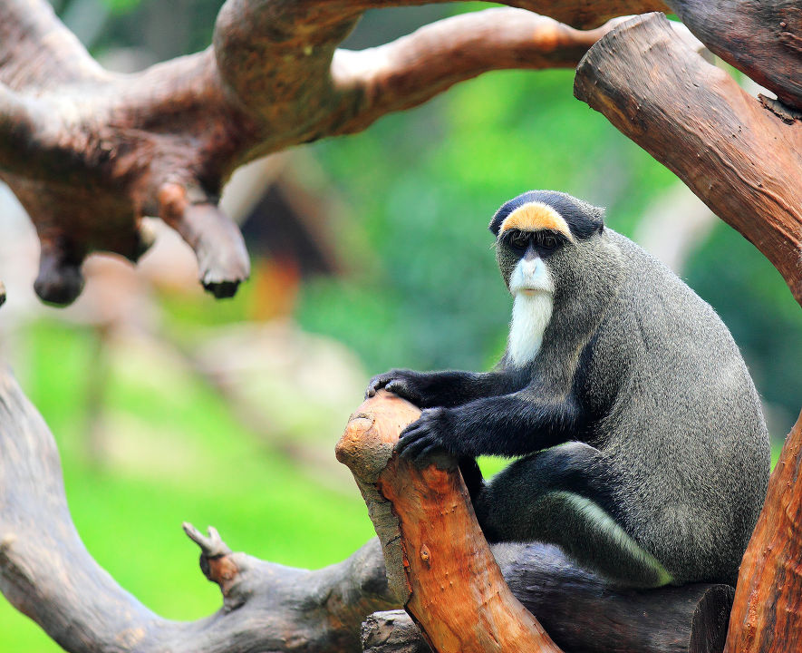 博士猴 - 小白兔, 广州长隆, 生活 - conquerank - 生态摄影 - 图虫摄影网