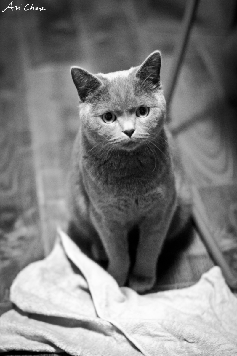 家有小恶魔 - 50mm, 北京, 猫, 动物, 情感, 小品