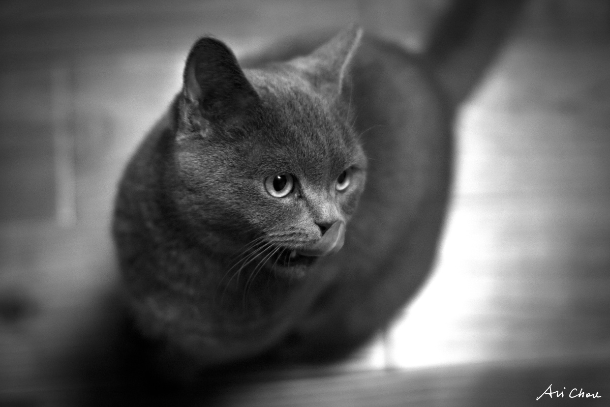 家有小恶魔 - 50mm, 北京, 猫, 动物, 情感, 小品