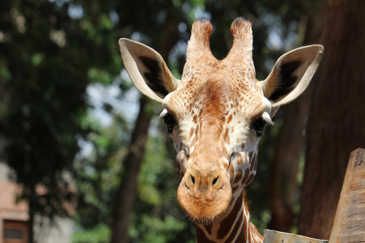 小长颈鹿卖萌 - 肯尼亚的居民 - 维尼熊的慢生活 - 图虫摄影网