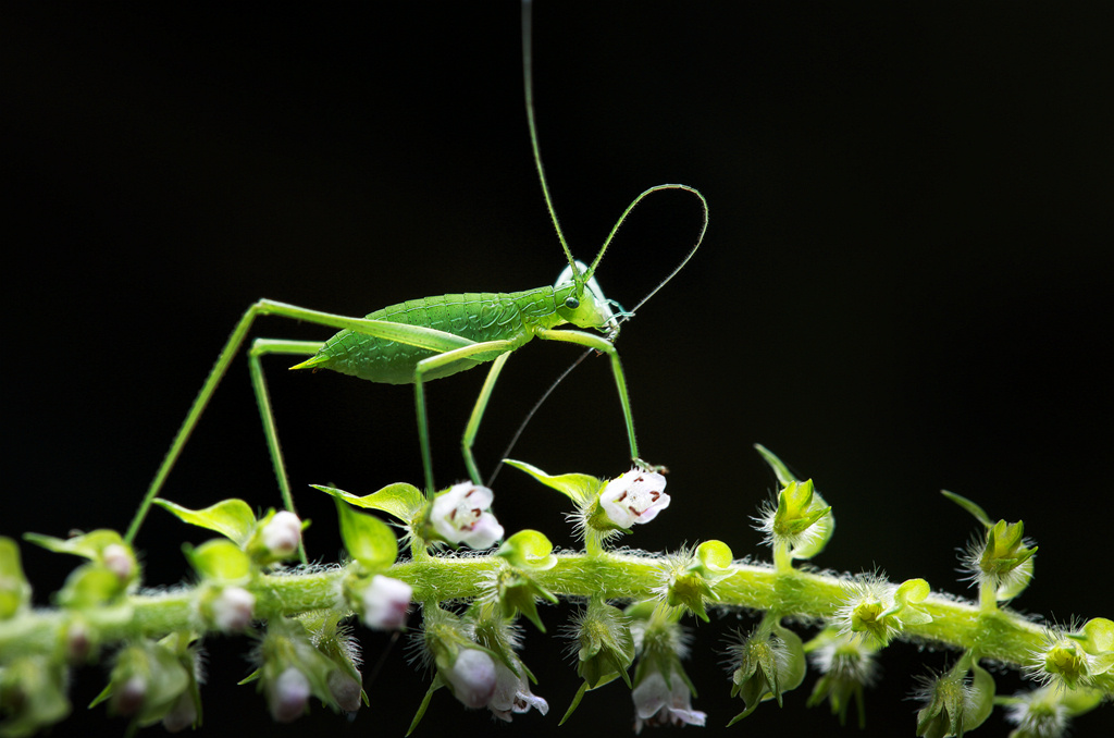 蝈的种类很多,在中国按地域分,南方统称<em>南哥</em>