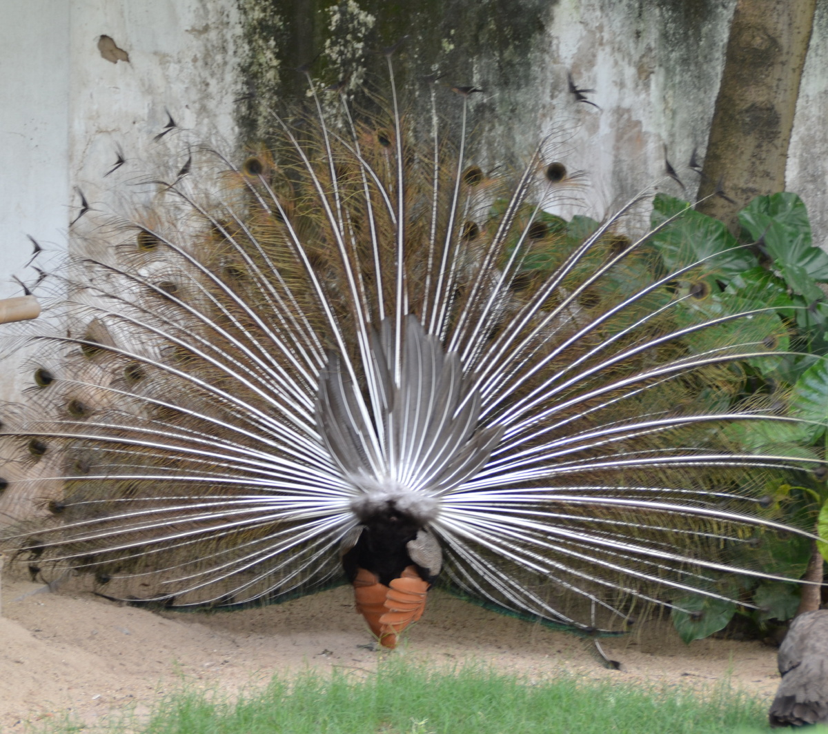 孔雀开屏 - 宜木家思 - 图虫摄影网
