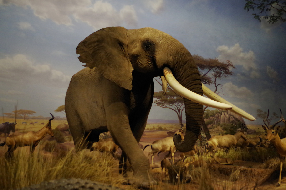 非洲野生动物大迁徙展 - 山东博物馆, 马赛马拉