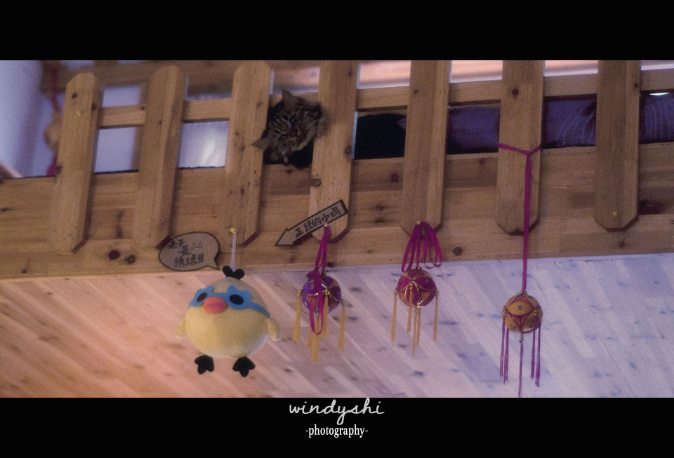 头卡住了。 - 猫咪森林 - 石俊俊 - 影记西安