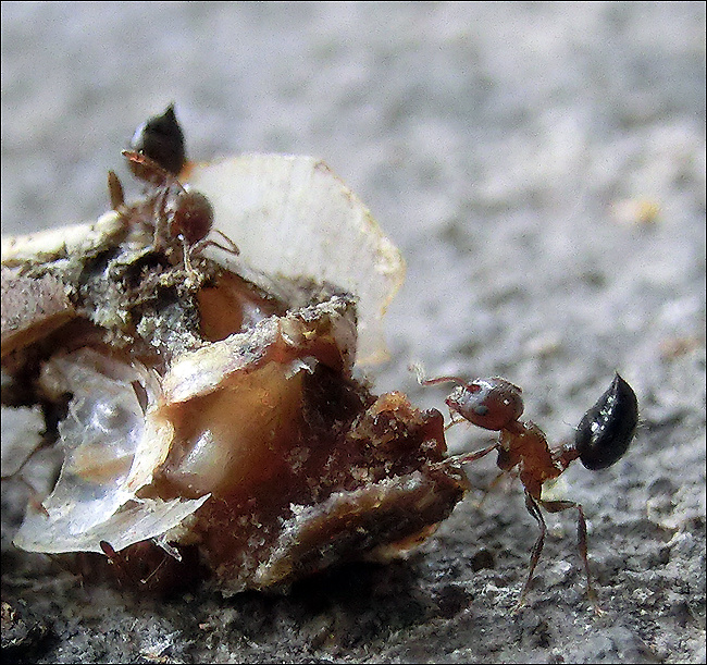 被行人踩碎的蜗牛