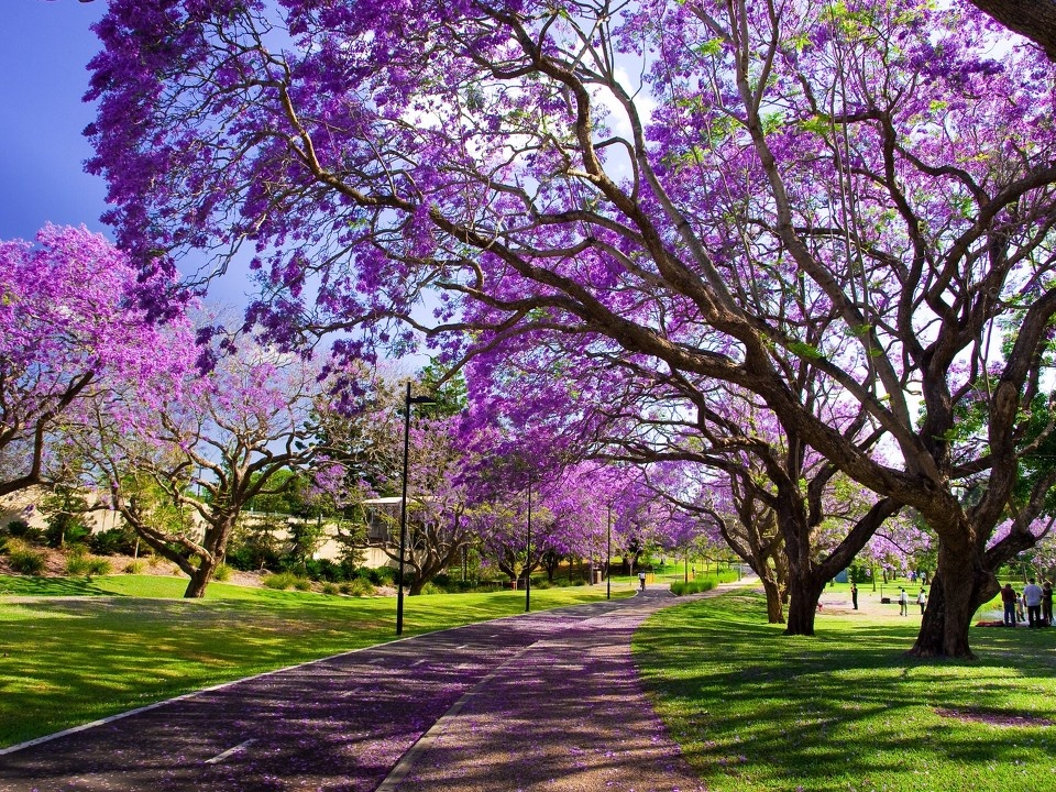 布里斯班 15 - 澳大利亚 - Dboy - 澳大利亚