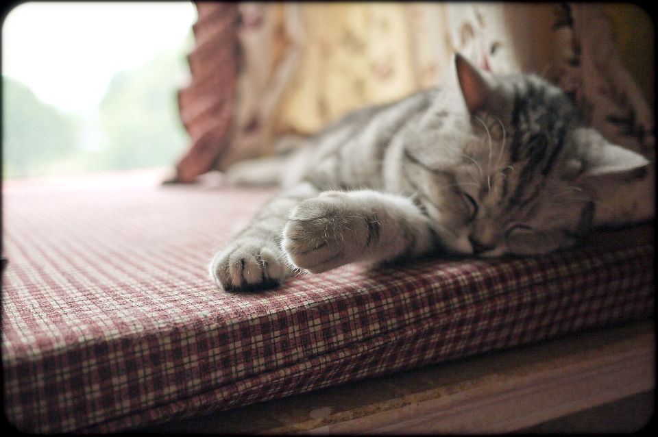 惬意午睡3 - GF1, 美短, 猫 - 活宝完全手册(37P加强版) - elton - 图虫摄影网