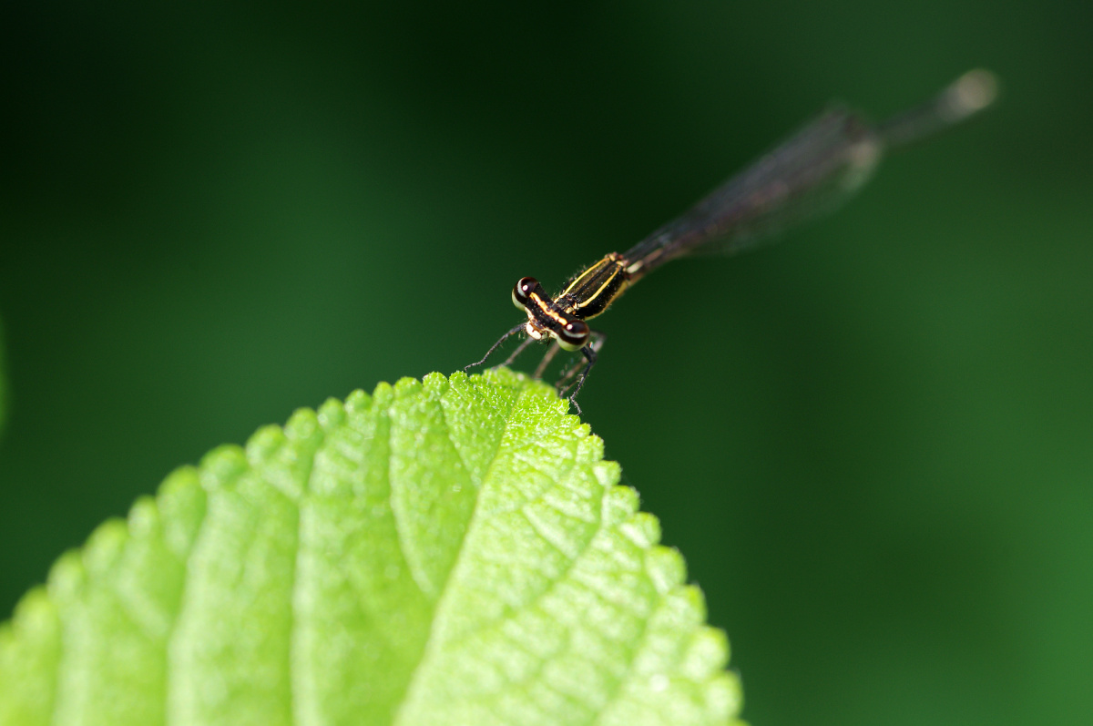 小小虫 - 百微, 宾得, 豆娘, 瓢虫 - 邱睿哲 - 图虫摄