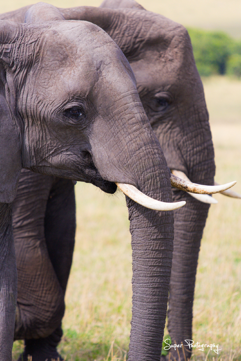 东非草原.非洲象篇--Kenya - Kenya, 野生动物 - super0119 - 图虫摄影网