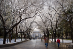 snow in thu-3