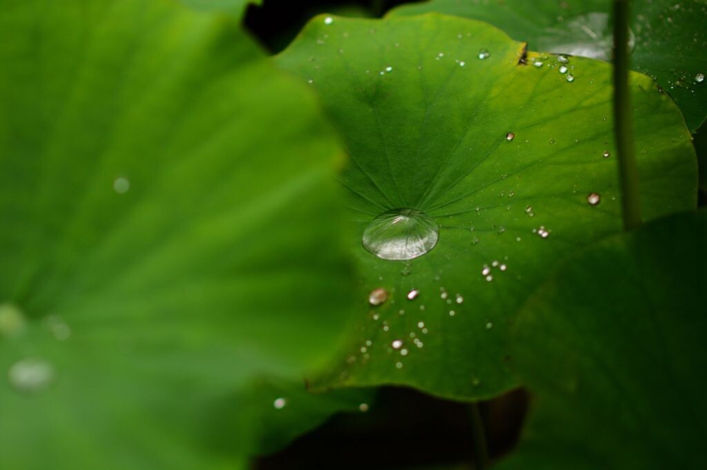 荷叶,水滴