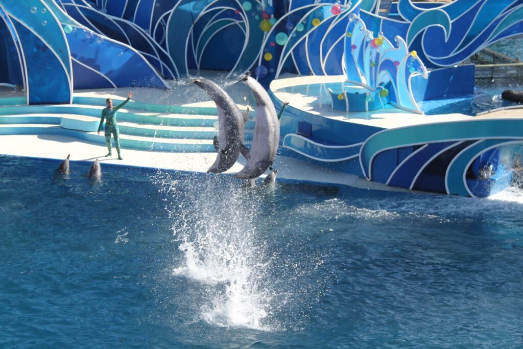 位于圣地亚哥的海洋公园里的海豚表演dolphin show1