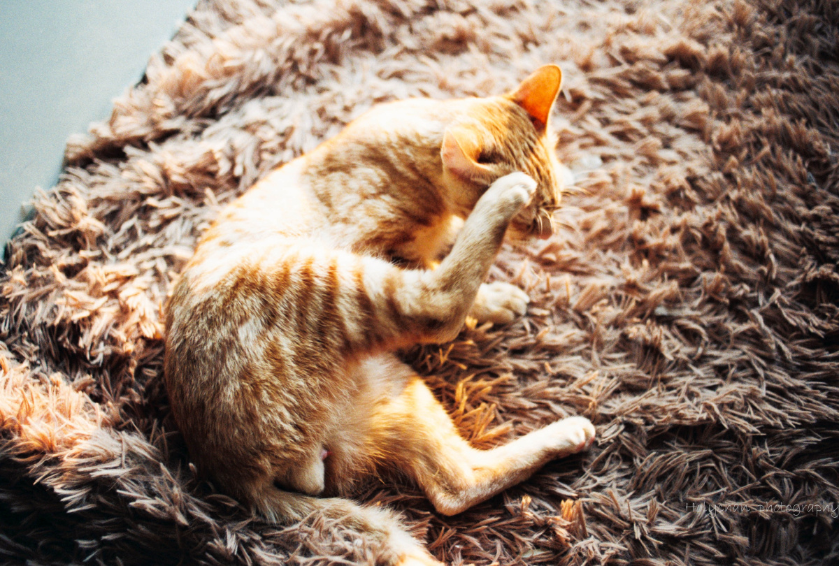 000041_000041基金净值_华夏全球000041 - 