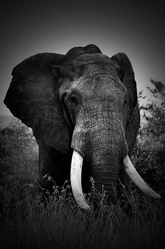 公象 - 黑白, 自然, 动物 - 乌瞳 - 图虫摄影网