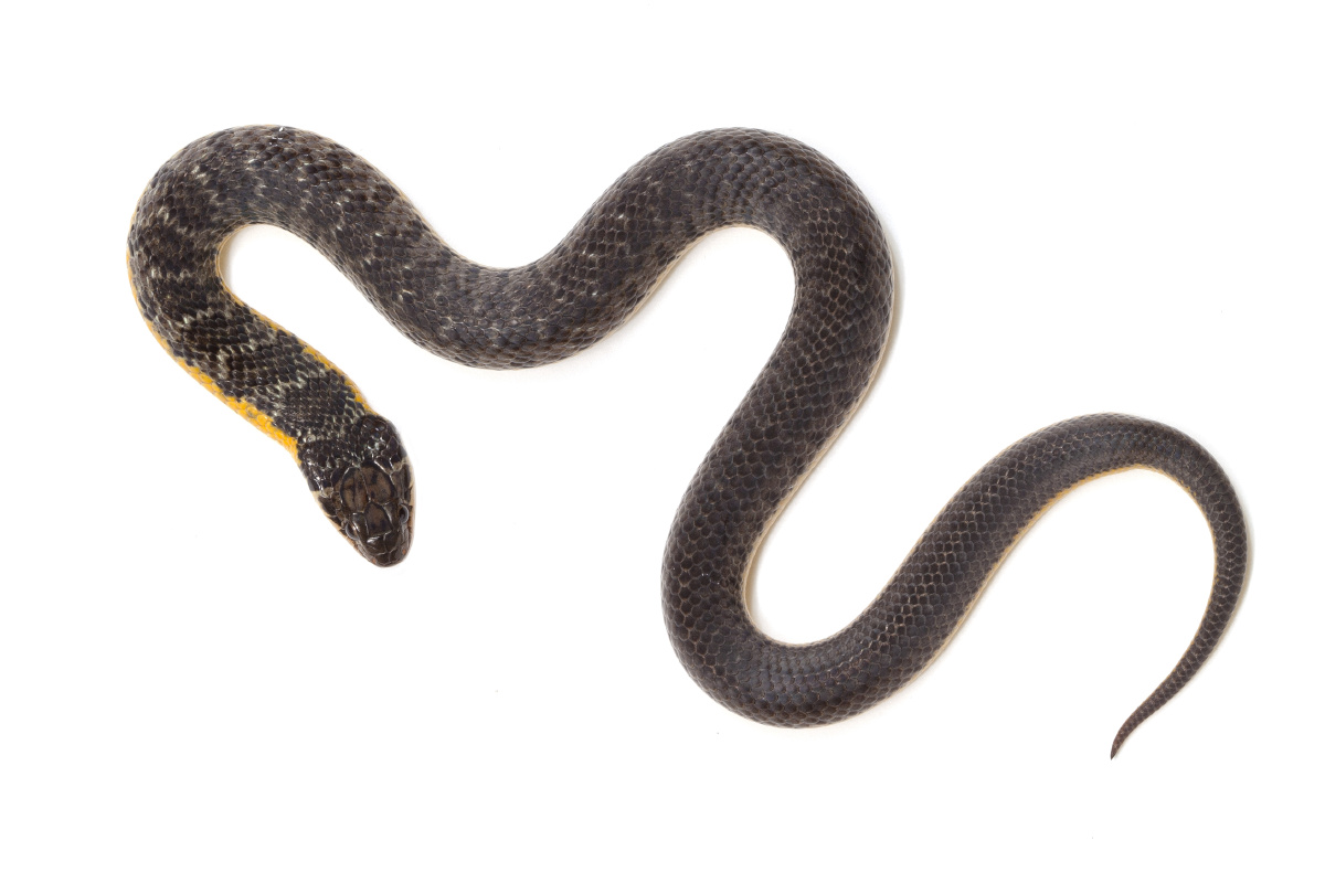 这是谁的心 - dudu431 - 小开心小感动小寂寞小