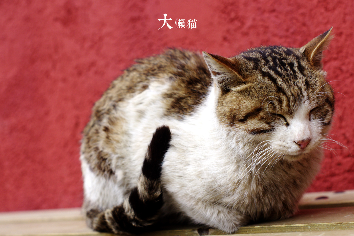 大懒猫。明天就上课了~不能再睡懒觉了╮(╯▽╰)╭ - 御手洗洁精 - 图虫摄影网