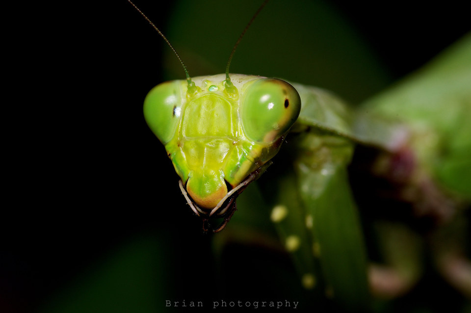 大刀螳螂 - 小阿骚 - 图虫摄影网