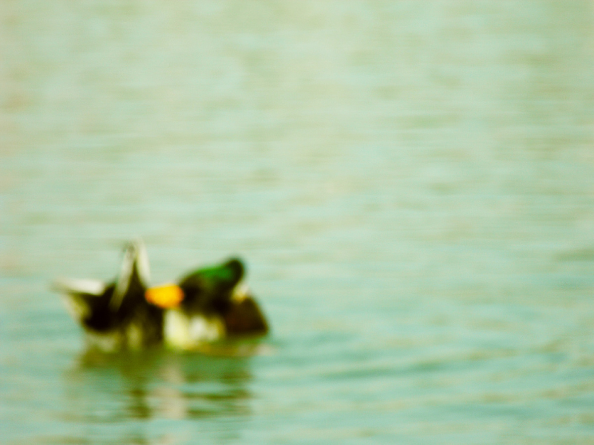 鸭子 - 鸭子, 动物 - 背影杀手NG