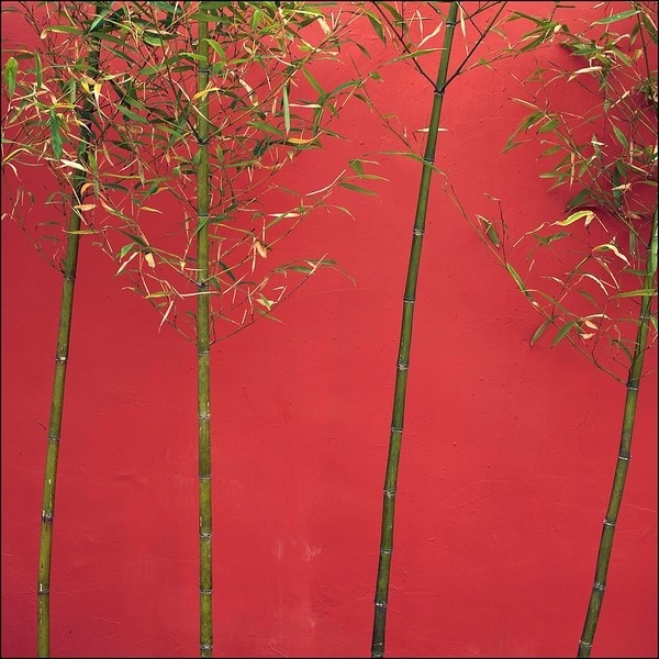 竹&墙